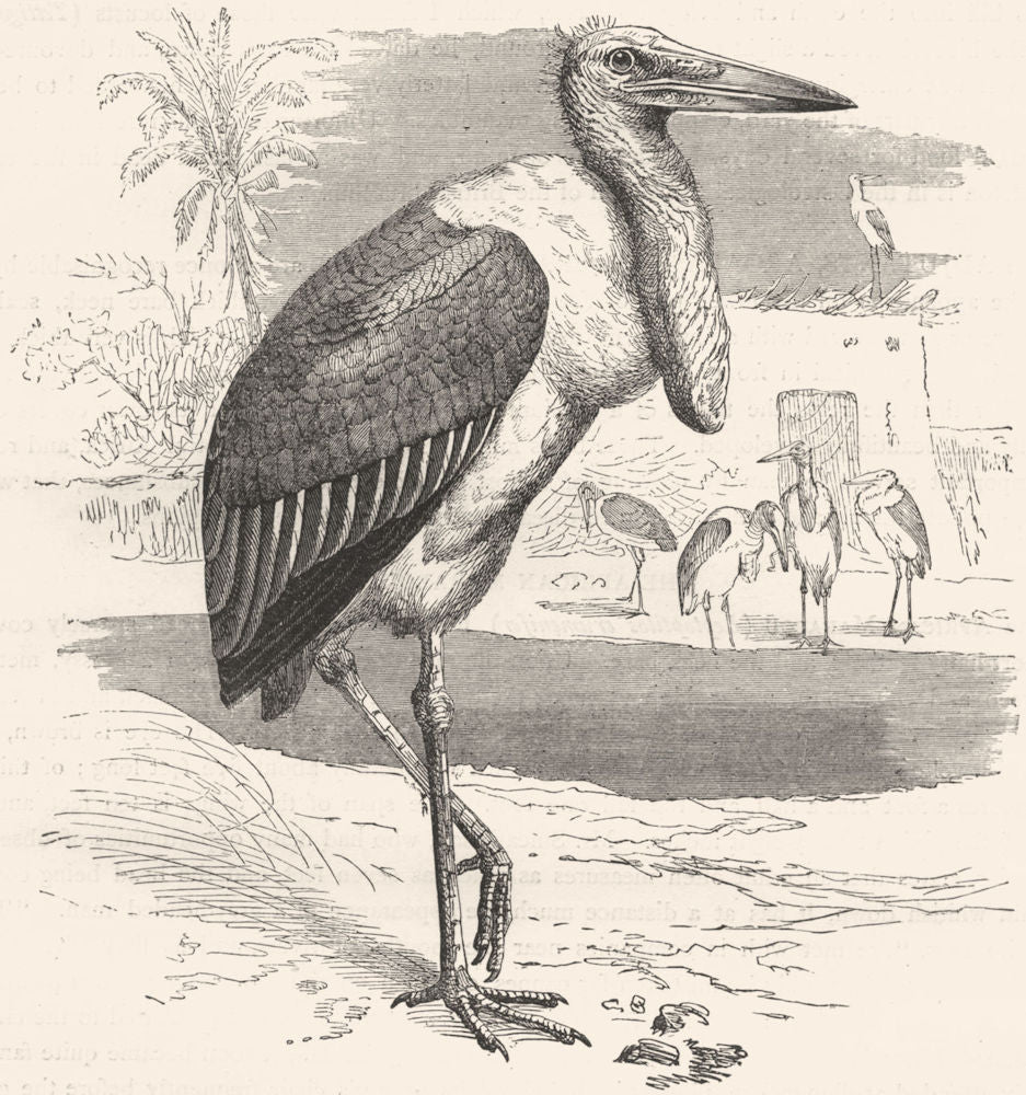 STILT-WALKER. Adjutant, Argala, Marabou c1870 old antique print picture